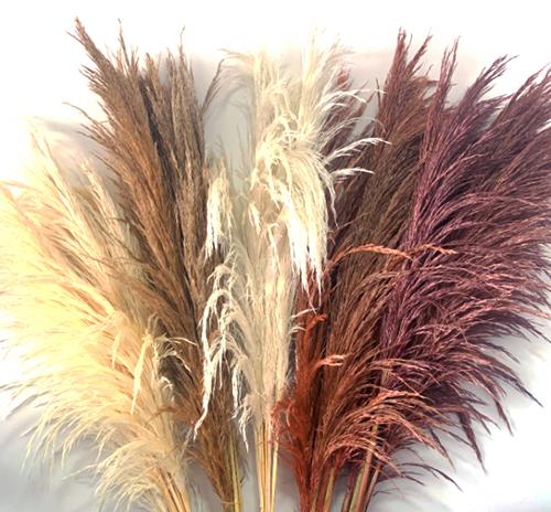 FALL MIX PAMPAS GRASS DRIED PRESERVED